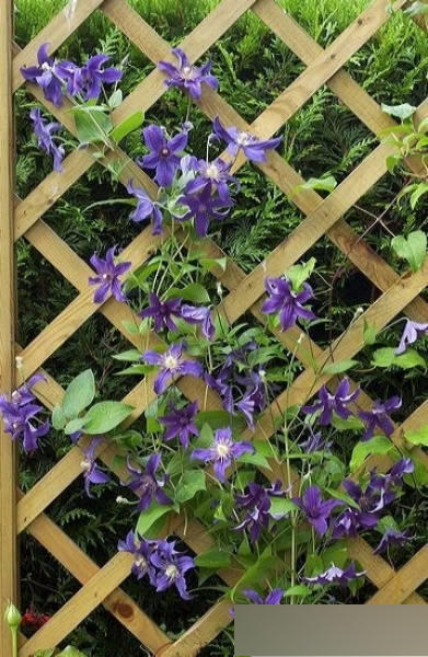 Clematis Saphyra (R) Indigo - Waldrebe / Klematis